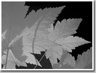 Leaves & Shadows